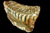 Fossil Woolly Mammoth Lower M Molar - North Sea Deposits #149767-3